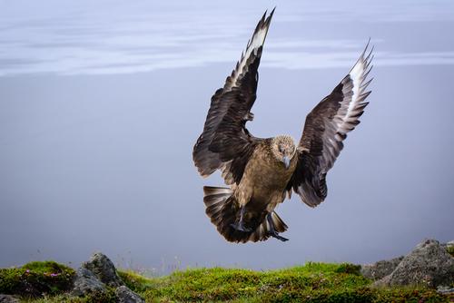 Raubmöwe im Anflug Raubmöwe im Anflug