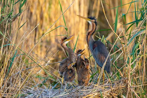 High expectations Purple Heron