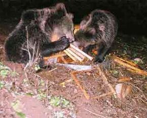 Two bears have overturned a beehive and are eating the honeycombs.