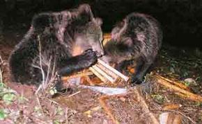 Zwei Bären haben einen Bienenstock umgestürzt und essen die Waben.