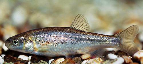 Dalmatian minnow (Phoxinellus dalmaticus)