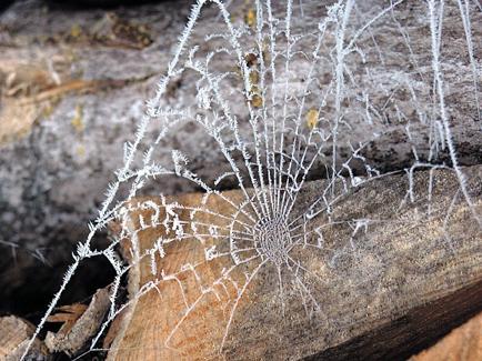 Spinnennetz mit Raureif, Nahaufnahme