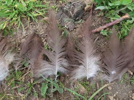 feathers of a shot cinerous vulture in Hungary