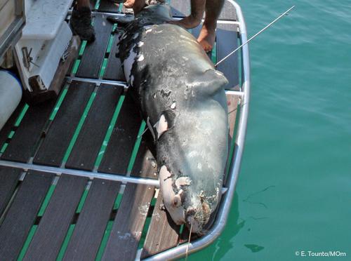 killed monk seal