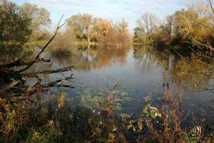 Save Auen Die Save im Herbst