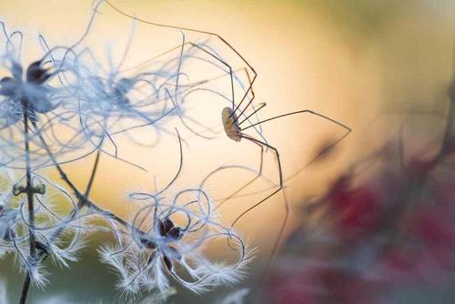 Harvestman