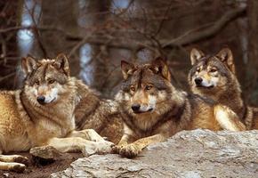 Three wolves lying on a rock.