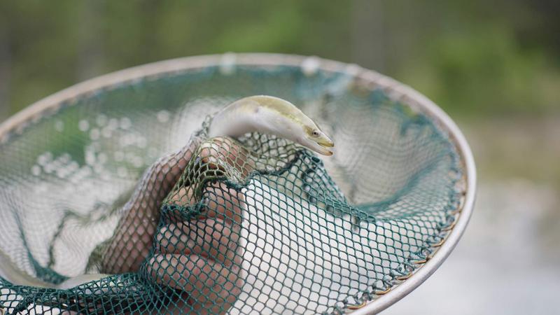 The Scientists caught an eel in the Sarantaporos during the Science Week