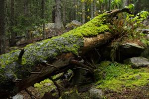 Totholz im Wald in Rumänien, umgefallener Baum