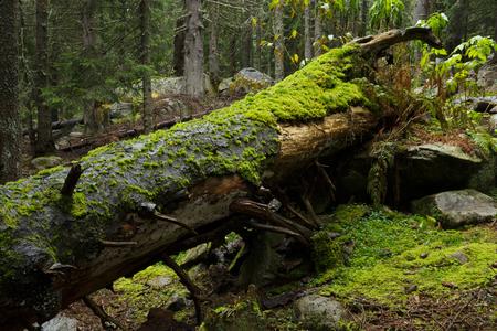 Umgestürzter Baum mit Moos