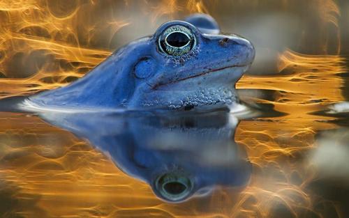 Nahaufnahme von einem Moorfrosch im Wasser. Nur der Kopf schaut heraus.
