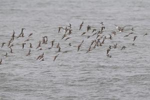 A flock of dunlin flies over the water of the Ulcinj Salina.