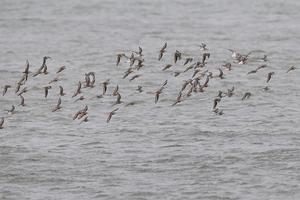 dunlins