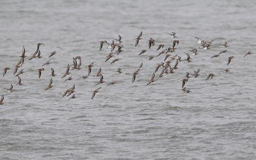 Ein Schwarm Alpenstrandläufer fliegt über das Wasser der Saline Ulcinj