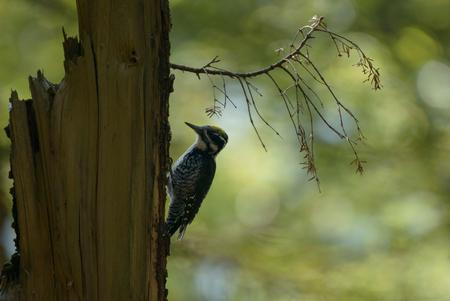 Dreizehenspecht in rumänischem Urwald