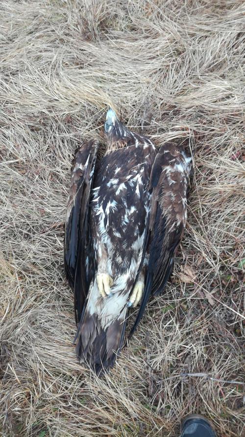 vergifteter Steinadler