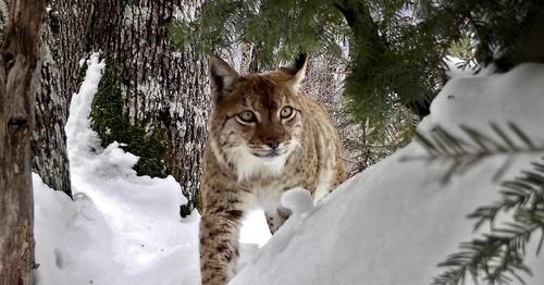 photo trap image of a Balkan lynx