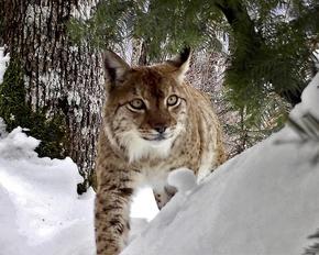 Photo by a camera trap of a Balkan lynx in the snow.