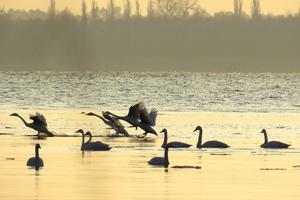 a group of Whooper swans on the Oder