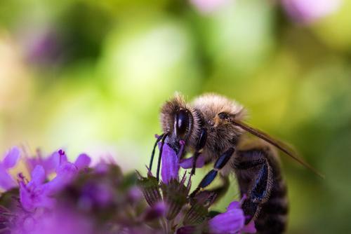 Biene im EuroNatur-Garten