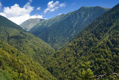 The sun shines on the forest in the Boia Mica valley.