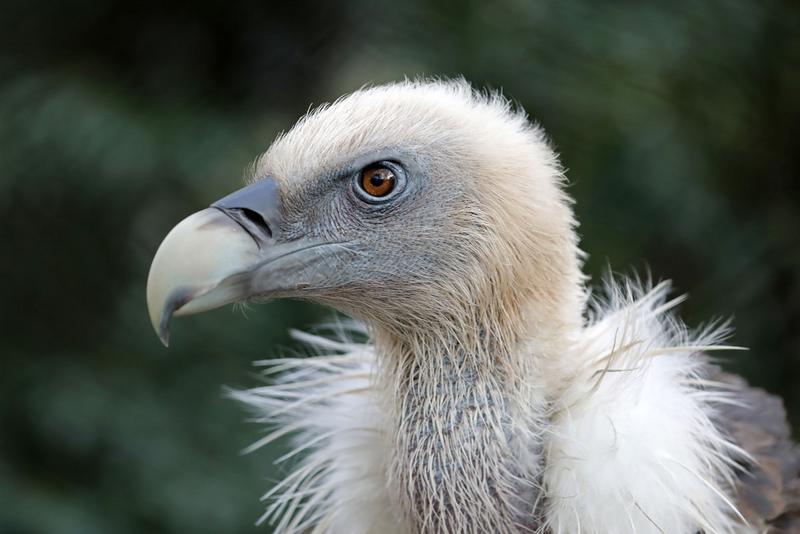 Portrait of a Griffon vulture