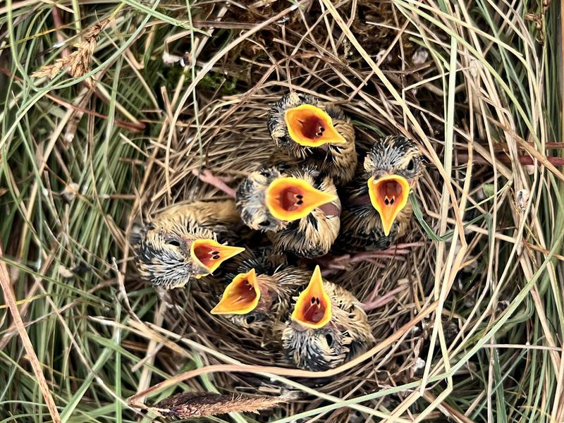 6 Seggenrohrsängerküken sitzen mit weit aufgerissenen Schäbeln im Nest.