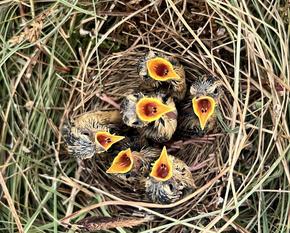 6 aquatic warbler chicks sit in a nest with their beaks wide open.