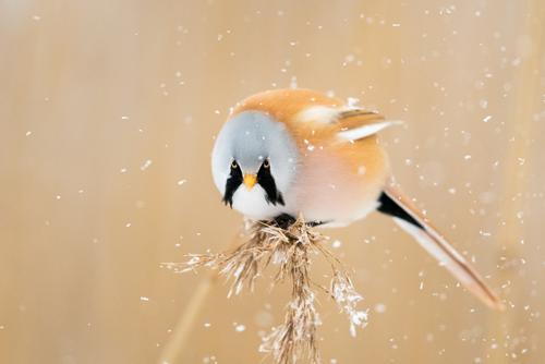 male bearded reedling