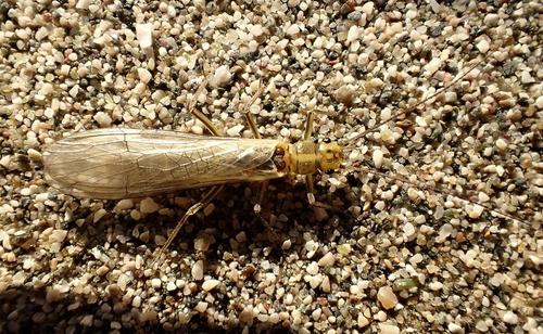 The newly discovered stonefly Isoperla vjosae