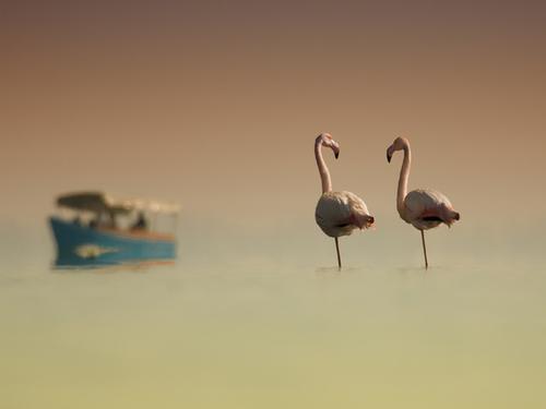 Flamingos in Lake Kerkini
