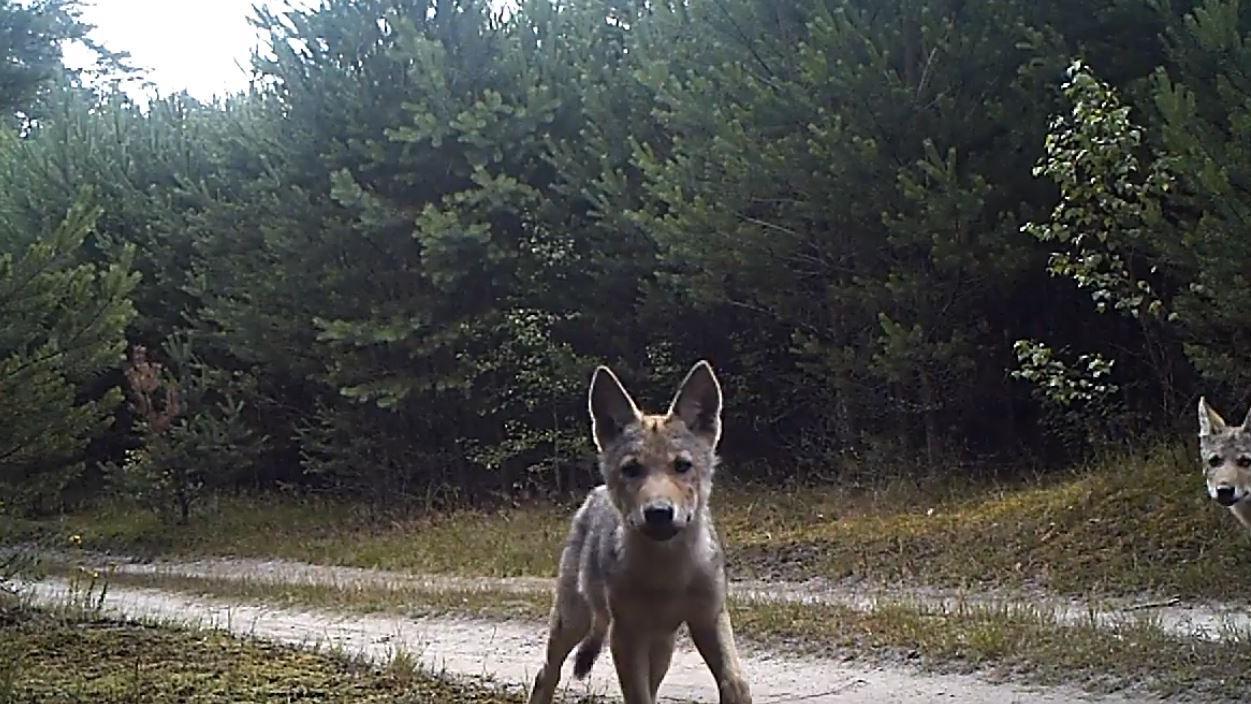 Wolf pup on a forest trail