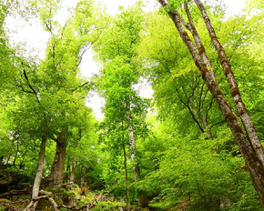 The report looked at 47 logging permits in 2022 and 2023 in 16 locations within the aforementioned Natura 2000 sites.