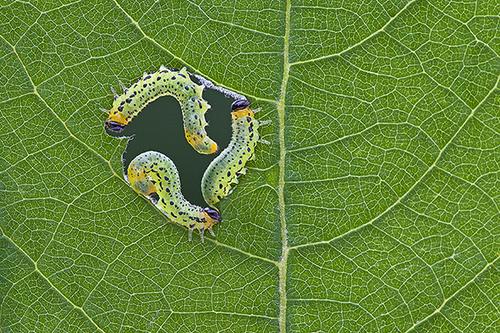 Three caterpillars eat a round hole in a leaf, crawling one behind the other in a circle along the edge of the hole.