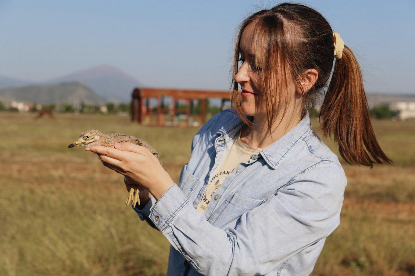 bird conservationist with a ringed Stone-curlew