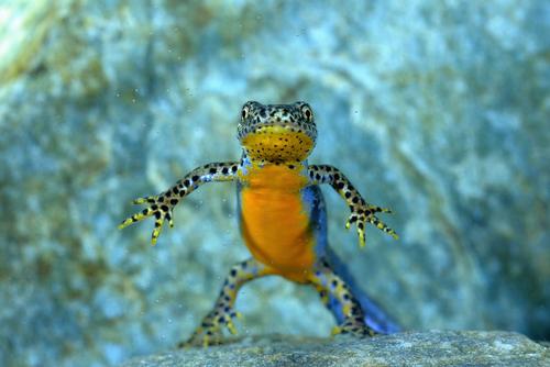 Newt standing upright in the water