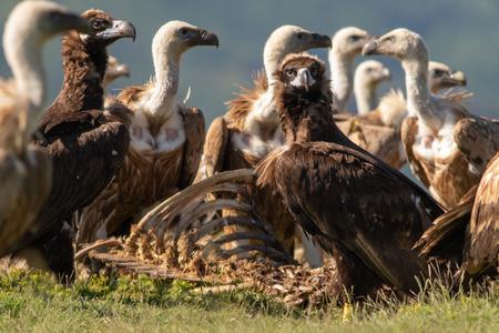 Griffon and Cinereous Vulture at a skeleton