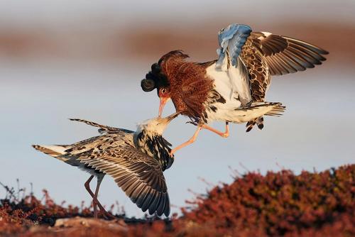 Duel Duel