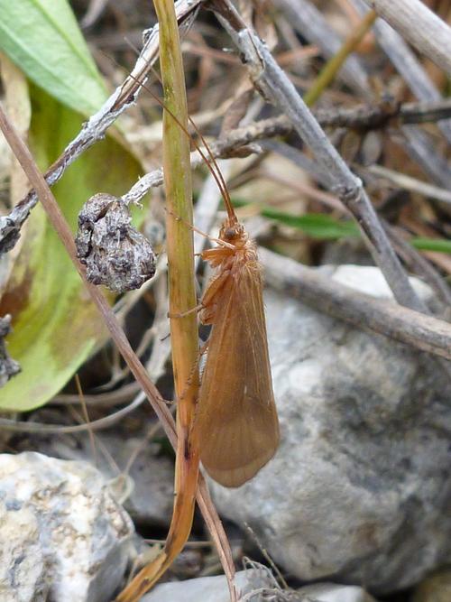 Köcherfliege Drusus discolor an einem Halm