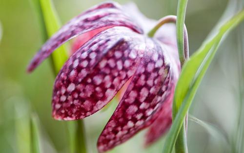 Snake's head (Fritillaria meleagris)