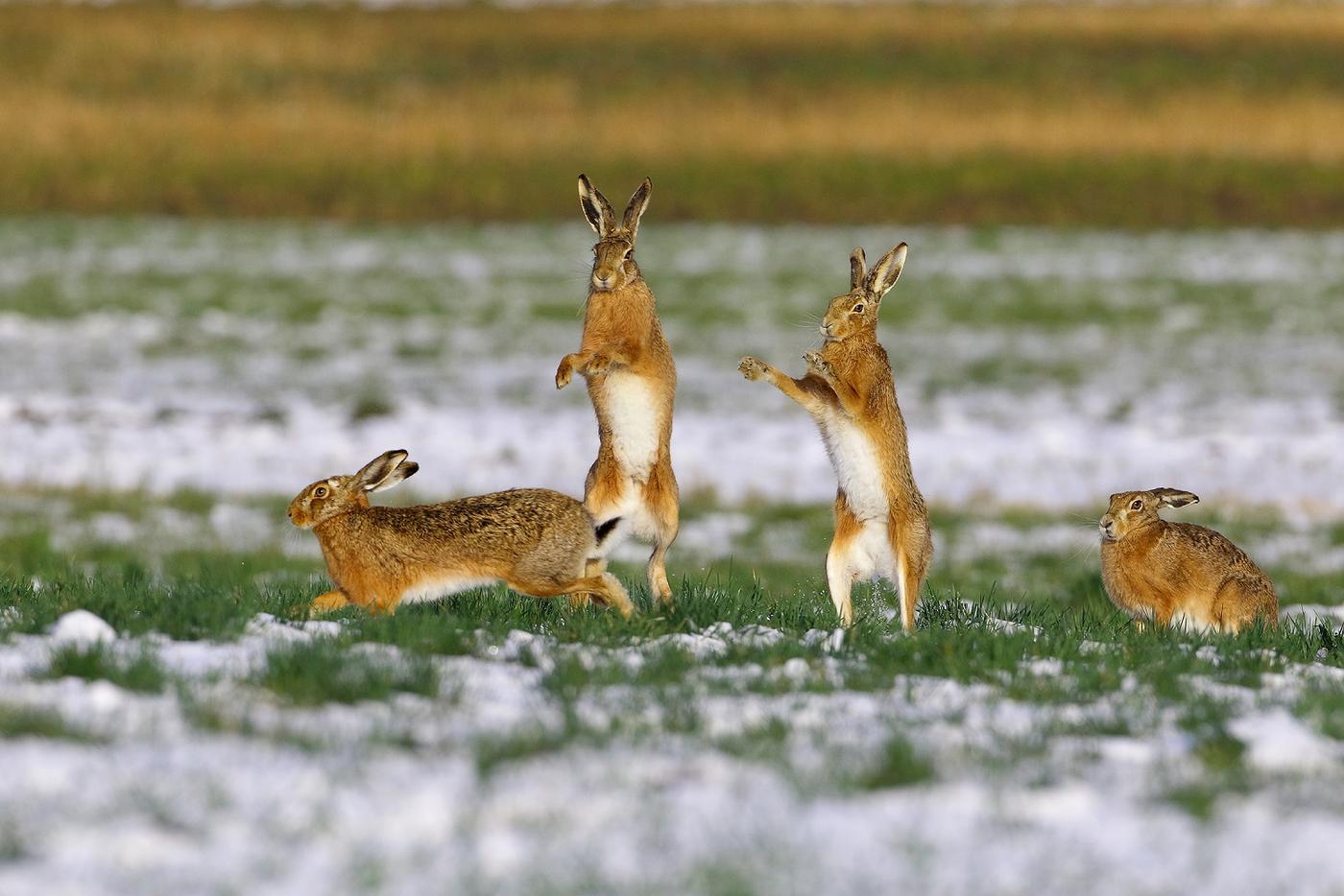 Field hares fighting in snow-covered fields