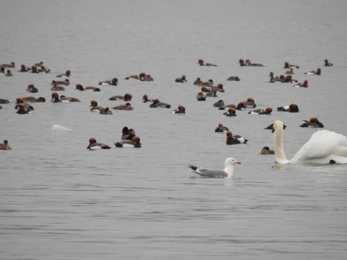 Möwen, Enten und Schwäne am winterlichen Bodensee
