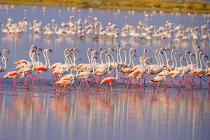 a flock of Greater flamingos