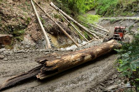 Harvesters pull huge tree trunks out of the primeval and natural forests of the Romanian Carpathians.