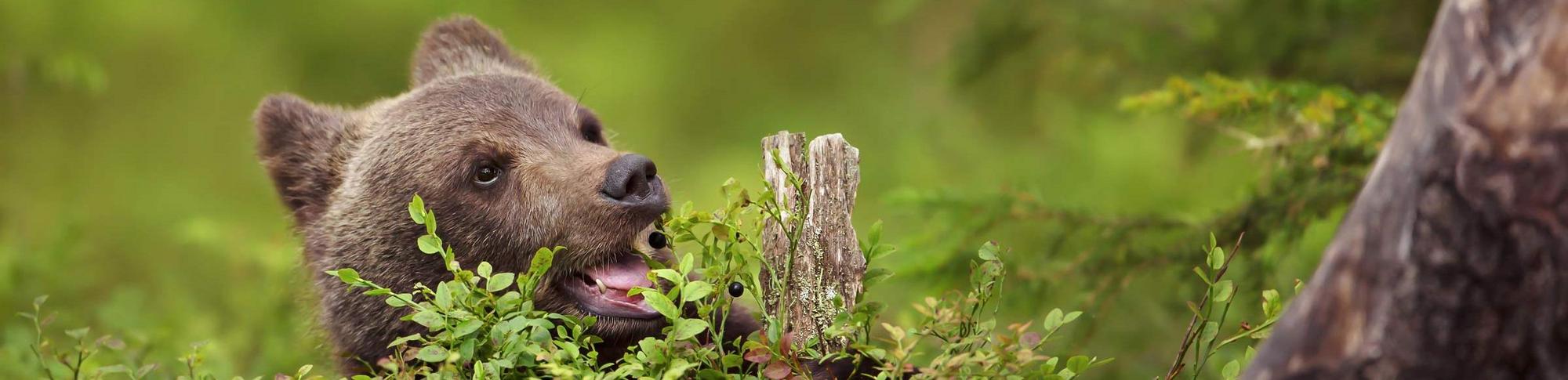 A young brown bear eats blueberries in the forest.