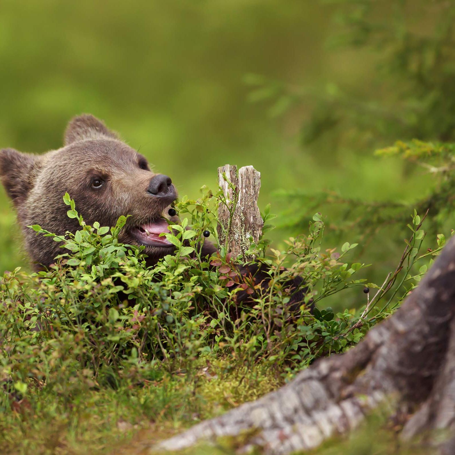 A young brown bear eats blueberries in the forest.