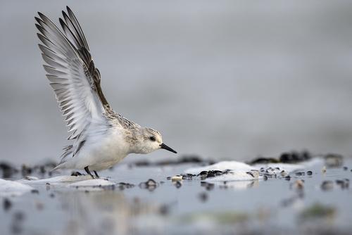 Sanderling