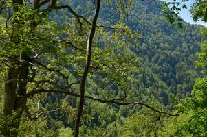 old beech forest in Romania