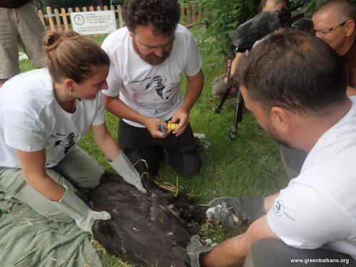 Two people hold a vulture while a man fixes ring and transmitter