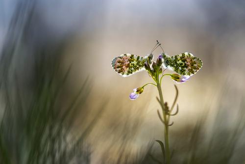 Schlafende Schönheiten Perlmuttfalter schlafend auf Blüte
